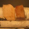 Elk Hair